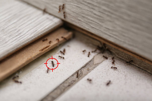 Best Wasp Removal Services  in Slidell, LA