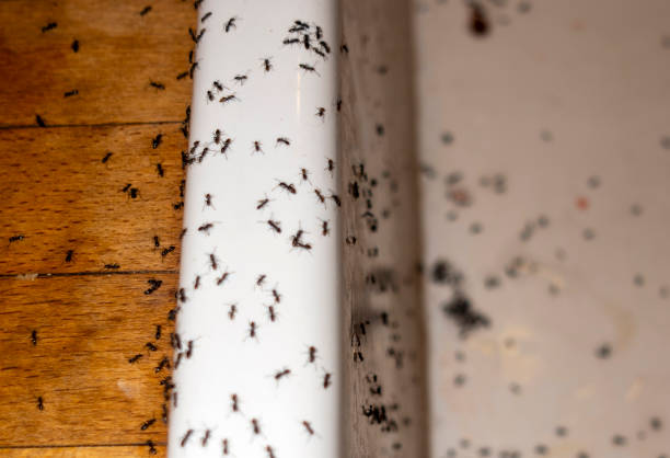 Best Ant Control Services  in Slidell, LA